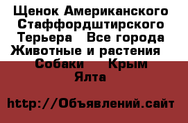 Щенок Американского Стаффордштирского Терьера - Все города Животные и растения » Собаки   . Крым,Ялта